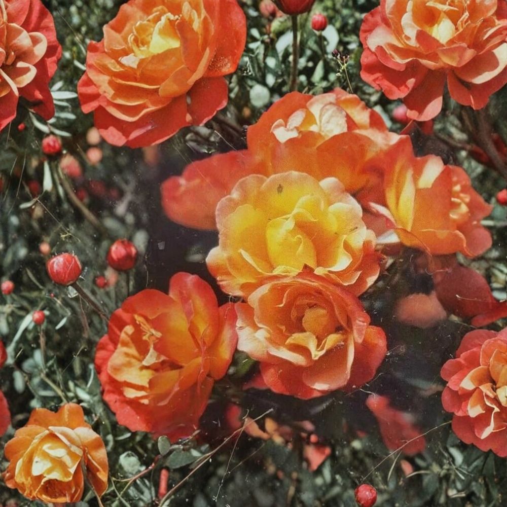 Climbing Piñata Rose – Live Bush Plant | 1 Gallon Size | Includes Rooted Climbing Rose Ready for Planting | Trellis & Garden Friendly | Easy to Grow