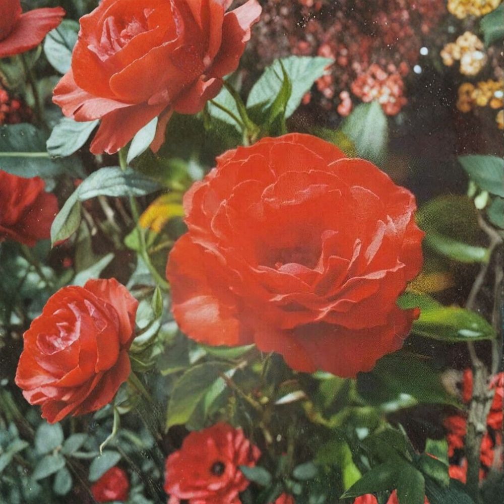 Impatient Floribunda Rose – Rosa hybrida Live Plant | 5 Gallon Size | Orange Red Flowering Rose Bush | Includes Nursery Pot | Garden & Landscape Friendly | Easy to Grow