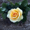 Gold Medal Grandiflora Rose – Rosa hybrida Live Plant | 3 Gallon Size | Yellow Orange Rose Bush | Includes Root Ball | Garden & Landscape Friendly | Easy to Grow