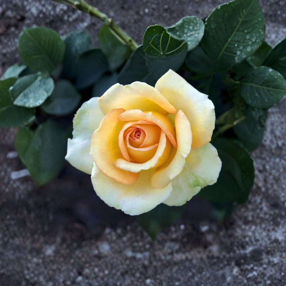 Gold Medal Grandiflora Rose – Rosa hybrida Live Plant | 3 Gallon Size | Yellow Orange Rose Bush | Includes Root Ball | Garden & Landscape Friendly | Easy to Grow