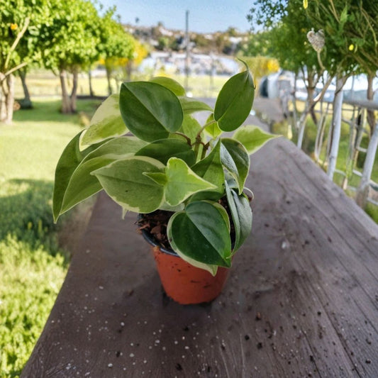 Cupid Peperomia Variegata Live Plant – 4" Pot | Green & Variegated Foliage | Trailing Indoor Houseplant
