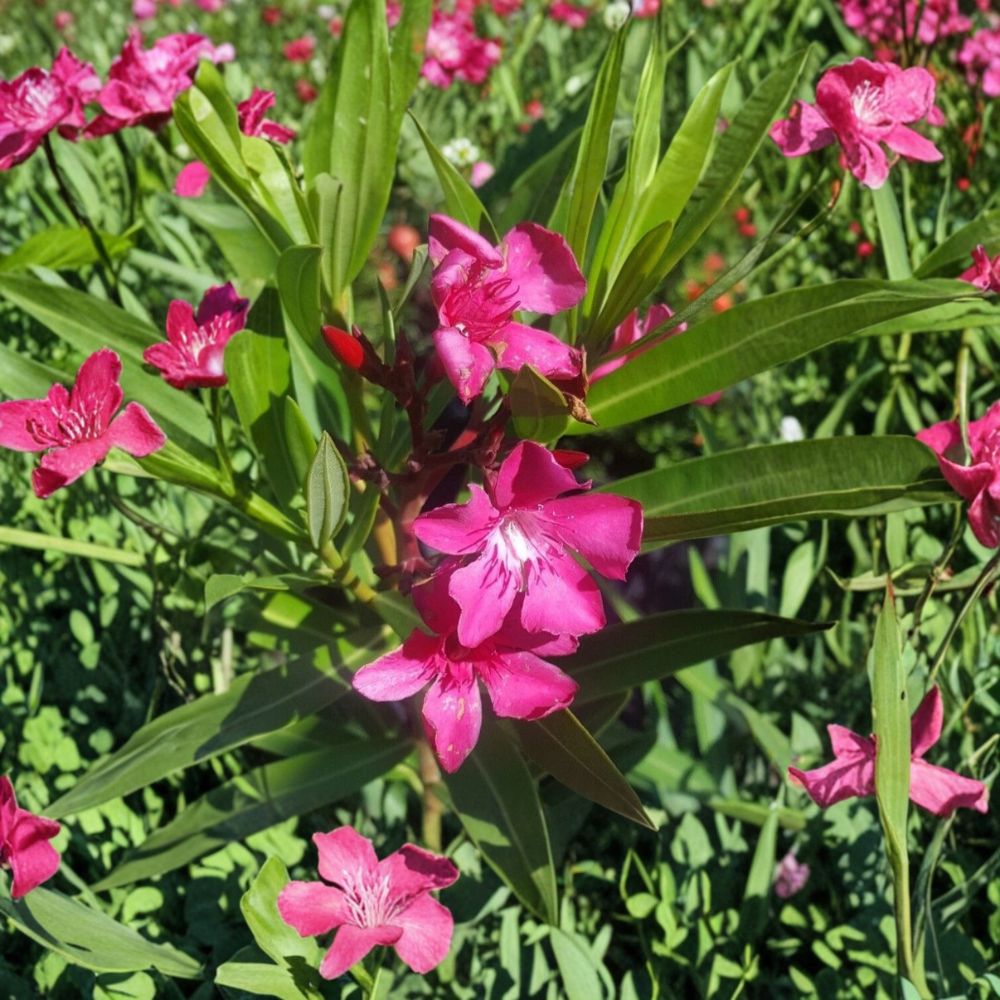 Pink Oleander – Nerium oleander Live Plant | 1 Gallon Size | Pink Flowering Shrub | Evergreen Landscape Plant | Easy to Grow