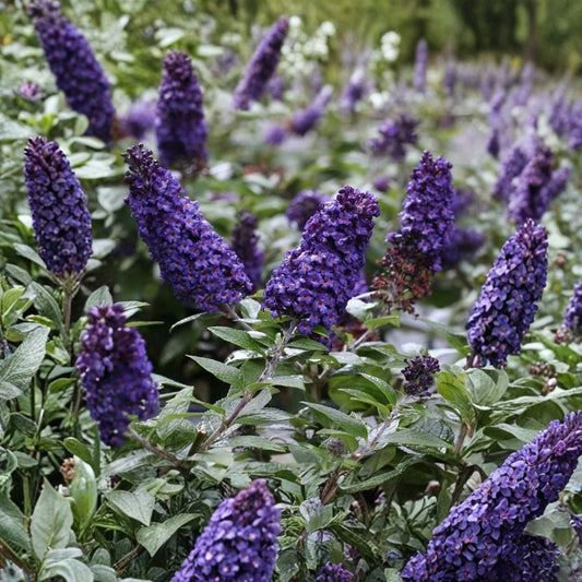 Black Knight Butterfly Bush Live Plant – Buddleja davidii | 4–6 Inches Tall | Ships Bare Root (No Pot) | Fragrant Flowering Shrub | Pollinator Friendly