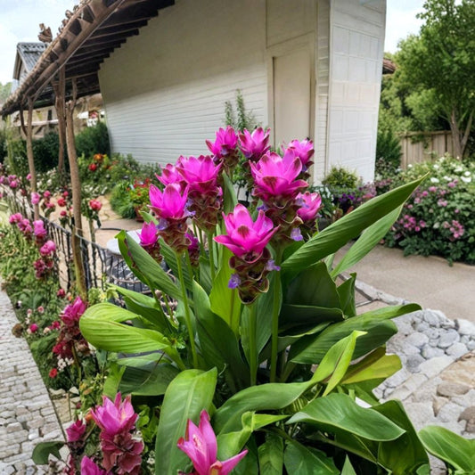 Curcuma 'Siam Shadow' Live Plant – 3–6 Inches Tall | Ships Bare Root | Purple Pink Tropical Ginger Flower | Exotic Ornamental Perennial