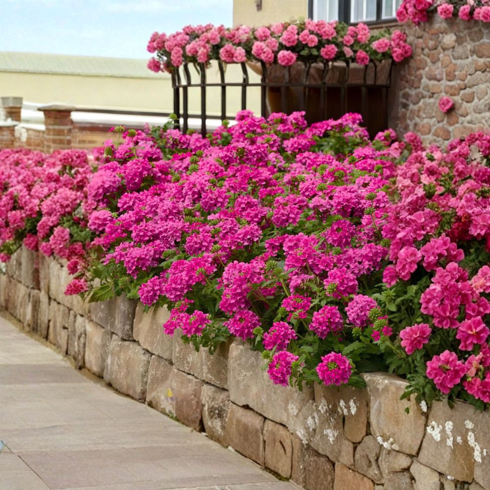 2 Live St. Paul Pink Verbena Plants – 4–6 Inches Tall | Ships Without Pot | Pink Flowering Ground Cover | Pollinator Friendly | Easy to Grow
