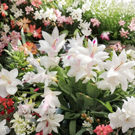 White Christmas Cactus Live Plant – 4 Inch Pot | White Winter Blooms | Holiday Houseplant | Indoor Succulent