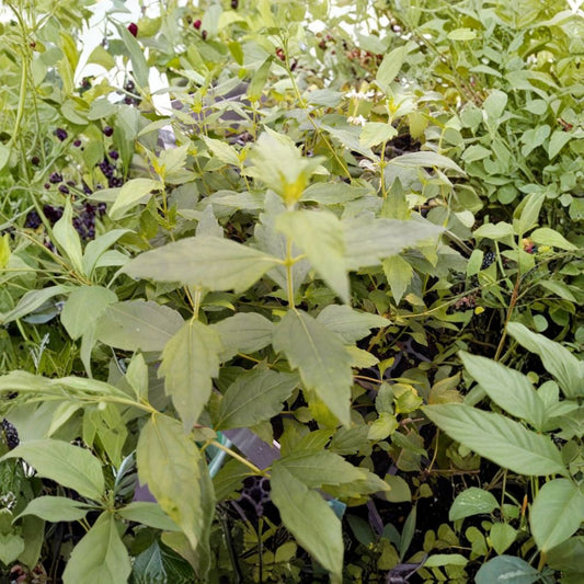 Mexican Dream Herb Live Plant – Calea zacatechichi | 6–10 Inch Rooted Plant | Shade-Loving Tropical Herb | Pollinator Friendly