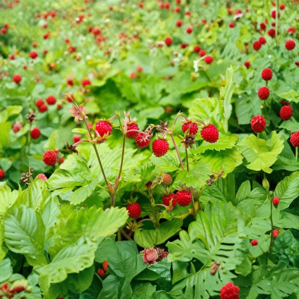Wild Strawberry Live Plant | 3–6 Inches Tall | 3 Inch Pot | Alpine Strawberry | Sweet Edible Fruit Plant
