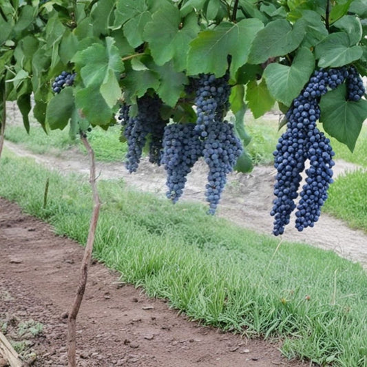 Pinot Noir Grape Vine – Vitis vinifera Live Plant | 3 Gallon Size | Self-Fertile Wine Grape Vine | Includes Nursery Pot | Vineyard & Garden Friendly | Easy to Grow