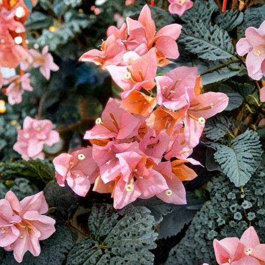 Hugh Evans Bougainvillea Live Plant – Well Rooted Starter | 3" Pot | Tropical Flowering Vine