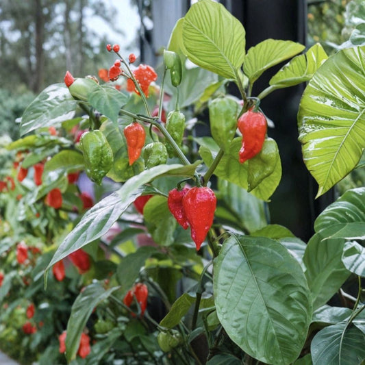 Ghost Pepper Live Plant – 4 Inch Pot | Bhut Jolokia Hot Chili Pepper | Edible Vegetable Plant | Garden & Container Friendly | Easy to Grow