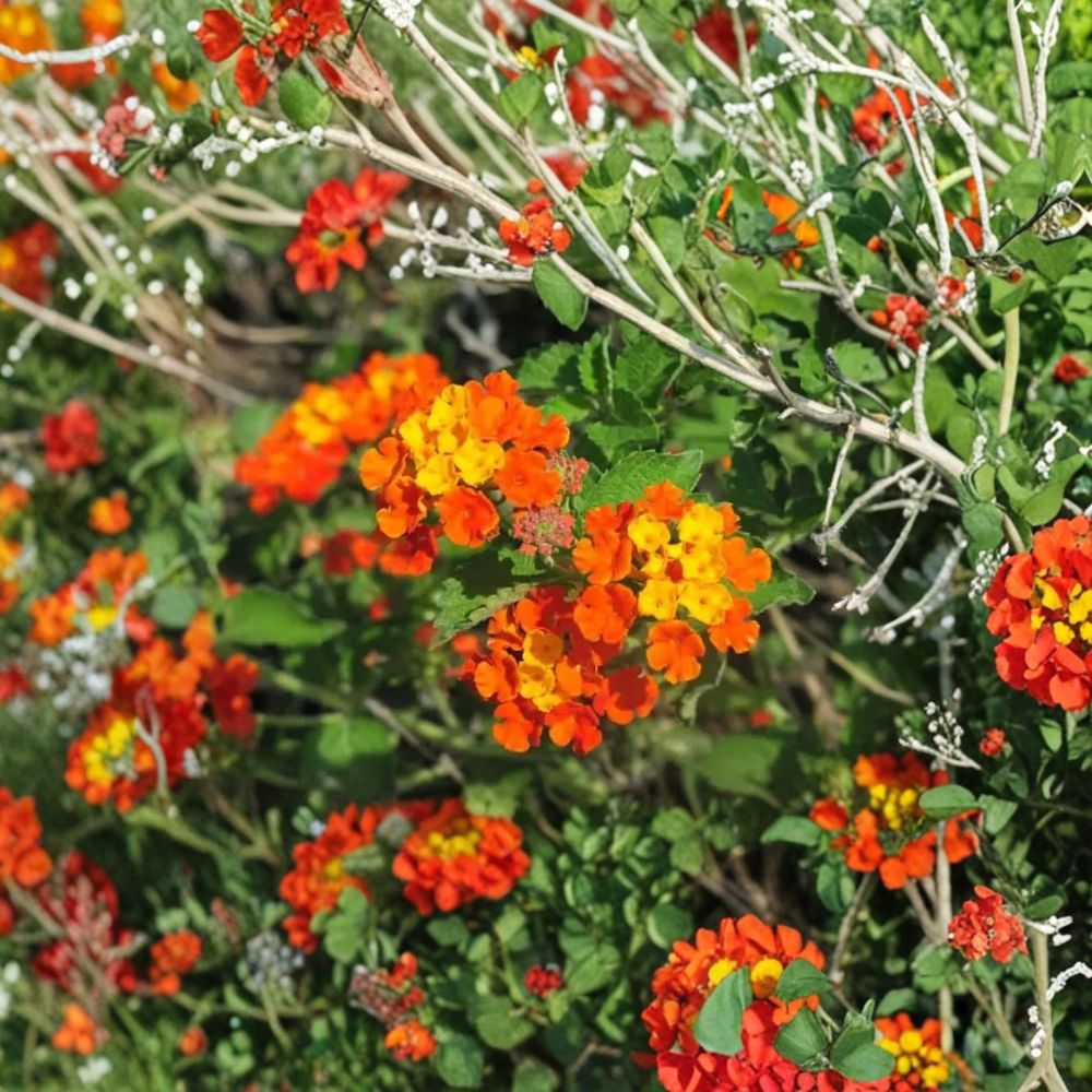 Texas Lantana Live Plant – Lantana urticoides | Fully Rooted in 1 Gallon Nursery Pot | Native Flowering Shrub | Butterfly Friendly | Drought Tolerant