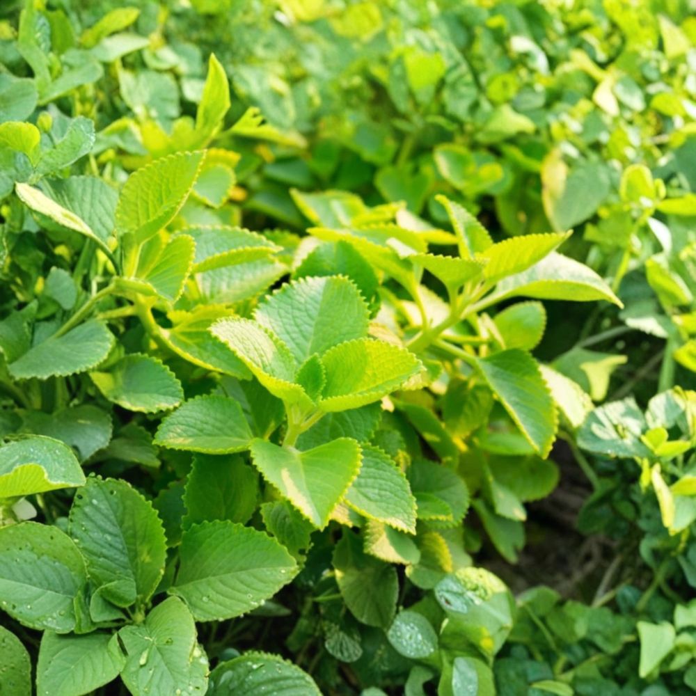 Live Cuban Oregano Plant – 4–7 Inch Starter | Plectranthus amboinicus | Aromatic Herb | Ships Without Pot | Indoor & Outdoor Plant