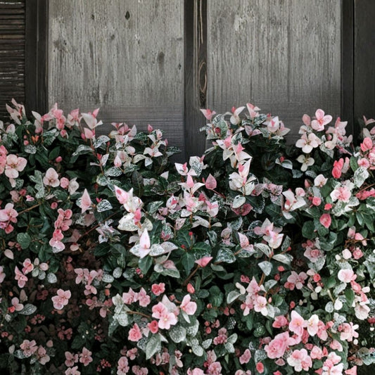 Snow N Summer™ Asian Jasmine Live Plant – Trachelospermum asiaticum 'Snow N Summer' | 1 Quart Grow Bag | Variegated Evergreen Vine | Fragrant Groundcover