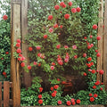 Climbing America Rose – Rosa hybrida Live Plant | 5 Gallon Size | Salmon Pink Climbing Rose | Includes Nursery Pot | Trellis & Arbor Friendly | Easy to Grow
