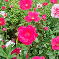 Red Knock Out® Rose – Rosa Live Shrub | 2 Gallon Size | Cherry Red Blooms | Earth-Kind® Landscape Rose | Disease Resistant & Easy to Grow