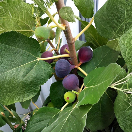 Chicago Hardy Fig Tree Live Plant – 3" Pot | Ficus carica | Hardy Edible Fig Tree | Fresh Starter Plant