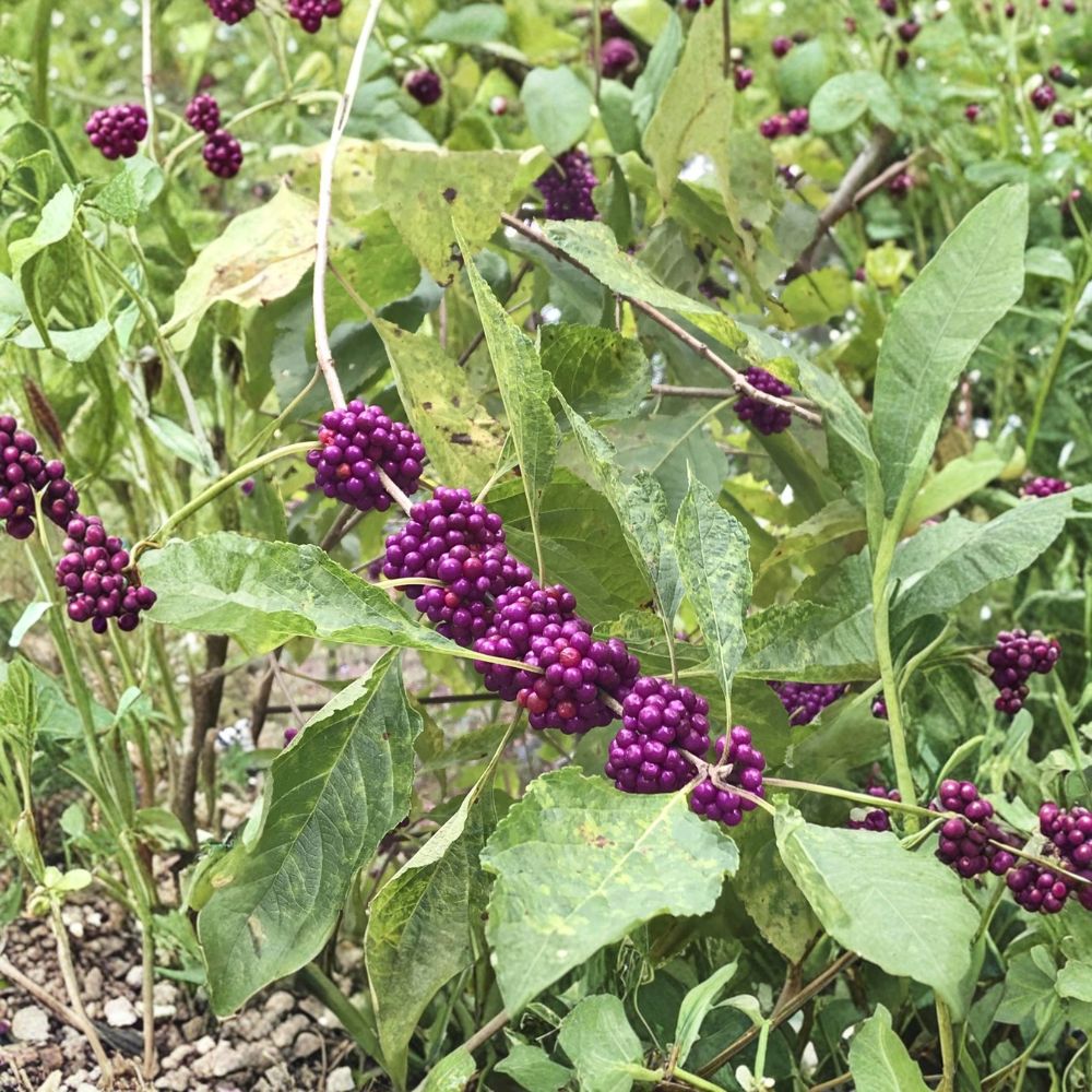 Beautyberry Bush Live Cuttings | Set of 7 Unrooted Cuttings | 6–8 Inches Long | Easy to Propagate | Ornamental Berry Shrub