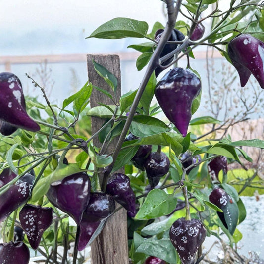 Purple UFO Flying Saucer Hot Chili Pepper Live Plants – Set of 3 | 75+ Day Old Plants | Purple to Red Pods | Up to 40,000 SHU | Organic Grown