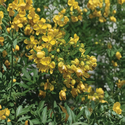 Common Tree Senna Live Plant – Senna corymbosa | Fully Rooted 1 Gallon Shrub | Yellow Flowering Butterfly & Hummingbird Plant