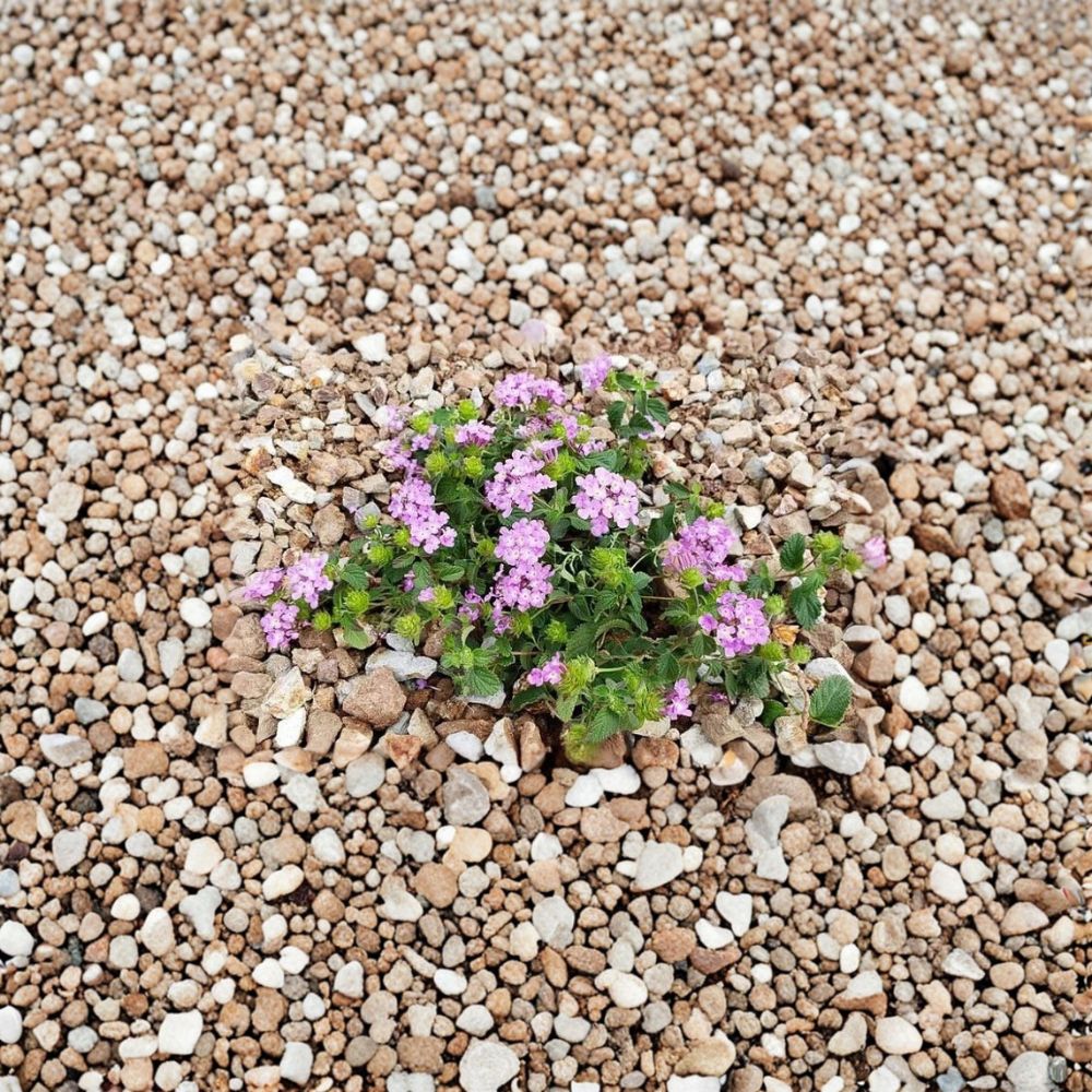 Purple Trailing Lantana Live Plant – 1 Gallon Pot | Fully Rooted Flowering Ground Cover | Butterfly-Friendly Perennial | Easy to Grow