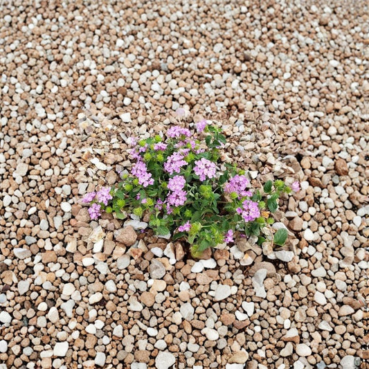Purple Trailing Lantana Live Plant – 1 Gallon Pot | Fully Rooted Flowering Ground Cover | Butterfly-Friendly Perennial | Easy to Grow