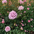 Blue Girl Rose – Live Bush Plant | 5 Gallon Size | Includes Rooted Hybrid Tea Rose Ready for Planting | Landscape & Garden Friendly | Easy to Grow