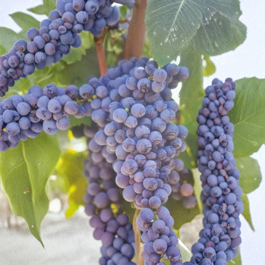 Fredonia Grape Vine – Vitis labrusca Live Plant | 1 Gallon Size | Early Ripening Fruit Vine | Hardy Home Vineyard Grape | Easy to Grow