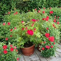 Red Drift® Rose – Rosa hybrida Live Plant | 5 Gallon Size | Red Groundcover Rose Bush | Includes Root Ball | Disease Resistant Landscape Rose | Easy to Grow