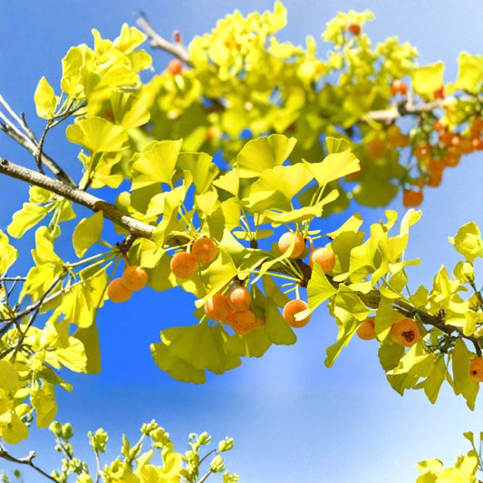 2 Live Ginkgo Trees – Ginkgo biloba | 12" Tall | 4" Pots | Deciduous Tree | Golden Fall Color