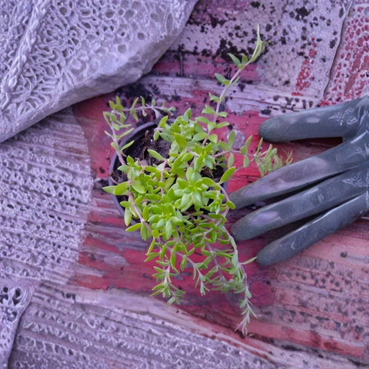 Stringy Stonecrop Live Plant – Sedum sarmentosum | 4 Inch Pot | Easy Ground Cover Succulent | Drought Tolerant | Garden Friendly