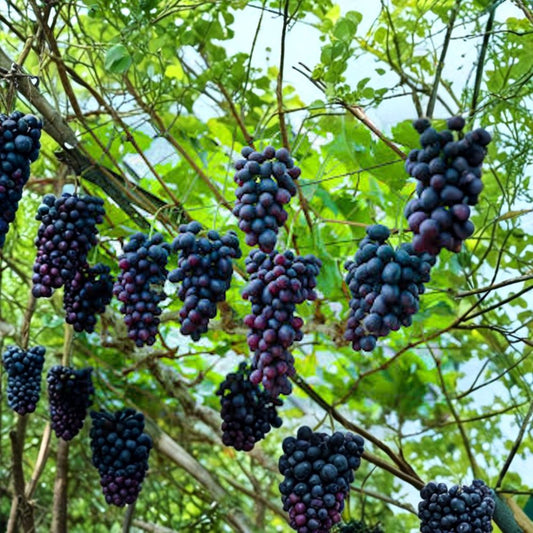 Southern Home Muscadine Grape Live Plant – 3–4 Inch Starter | Vitis Southern Home | Self-Fertile Black Grape Vine | Bare Root | Zones 7–9
