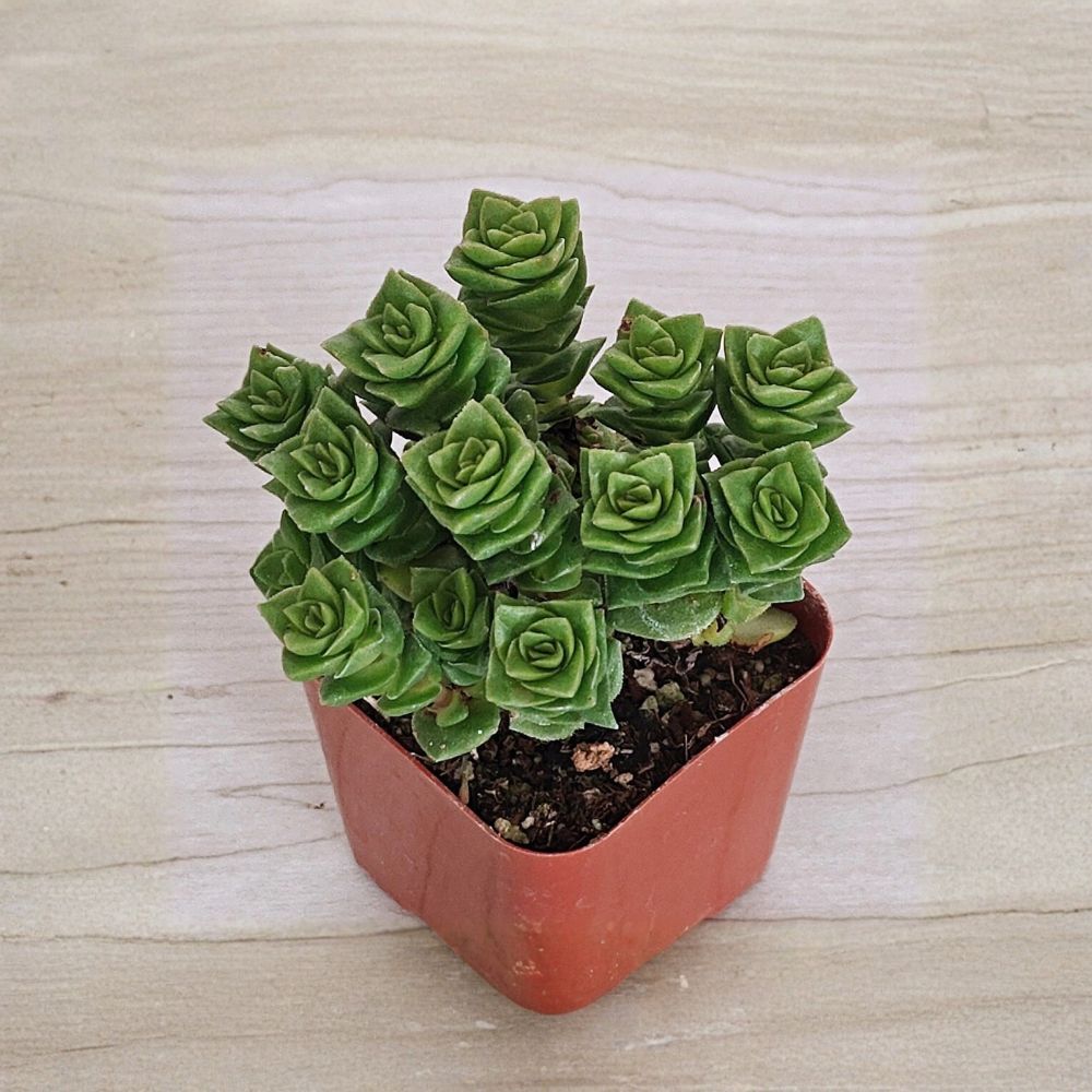 Live Crassula Green Pagoda Succulent – 2 Inch Pot | Crassula capitella ‘Thyrsiflora’ | Stacked Rosette Succulent | Easy Care