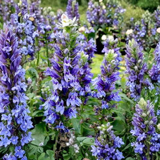 Great Blue Lobelia Live Plant – Lobelia siphilitica | 3 Inch Starter Pot | Native Blue Flowering Perennial | Pollinator Friendly