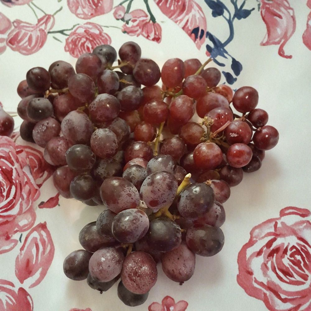 Vanessa Red Seedless Grape Vine – Vitis vinifera Live Plant | 1 Gallon Size | Self-Fertile Seedless Grapes | Includes Nursery Pot | Vineyard & Garden Friendly | Easy to Grow