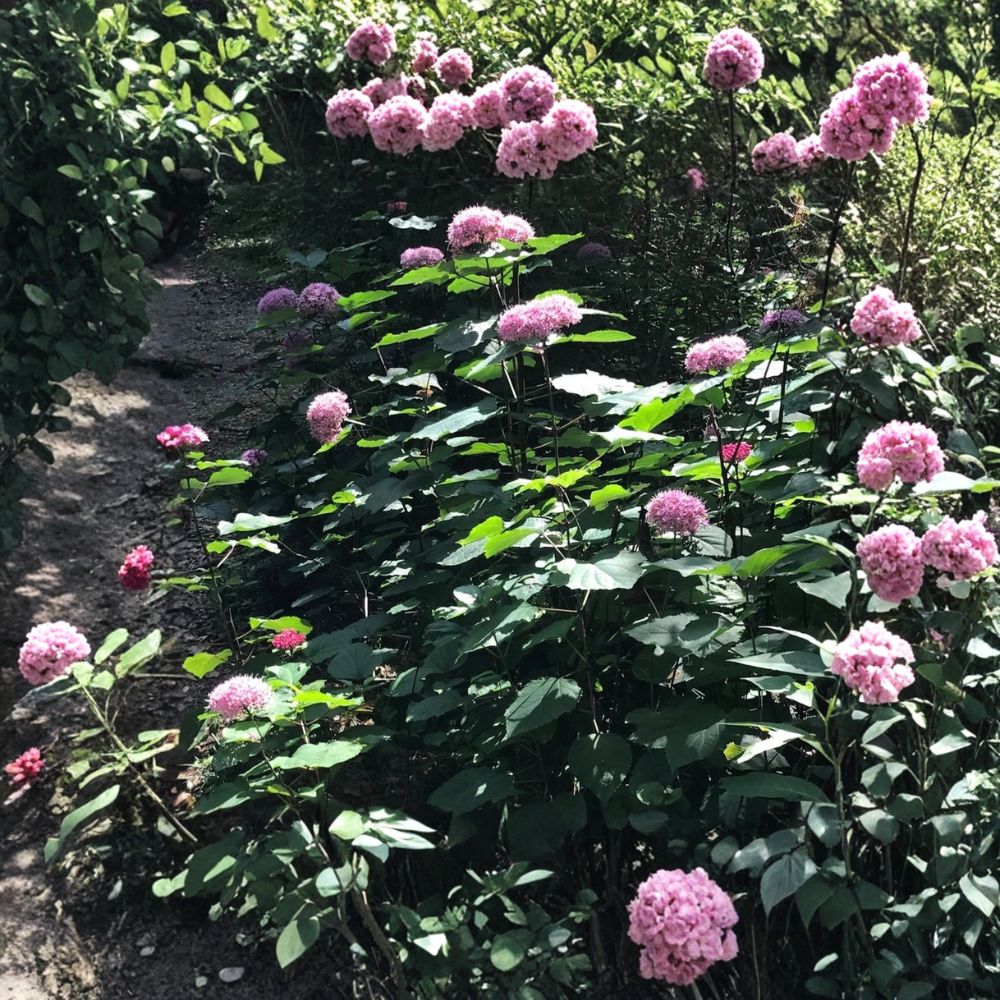 4 Live Pink Clerodendrum Plants – Clerodendrum bungei | Glory Bower | Rooted Plants | Approximately 6 Inches Tall | Ships Bare Root
