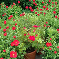 Red Drift Rose – Live Bush Plant | 3 Gallon Size | Includes Rooted Groundcover Rose Ready for Planting | Landscape & Garden Friendly | Easy to Grow