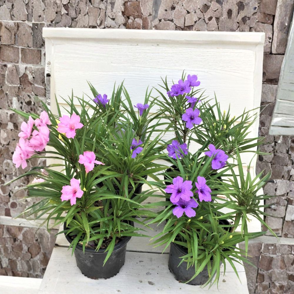 6 Live Ruellia Plants – 3 Purple & 3 Pink Mexican Petunias | Rooted Starter Plants | Ships Bare Root | Hardy Perennial | Easy to Grow