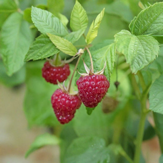 2 Live Natahalla Thornless Raspberry Plants – 4–6" Tall | Edible Berry Shrub | Thornless Raspberry | No Pot