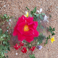 Mr. Lincoln Hybrid Tea Rose – Rosa hybrida Live Plant | 3 Gallon Size | Deep Red Fragrant Rose Bush | Includes Root Ball | Garden & Landscape Friendly | Easy to Grow