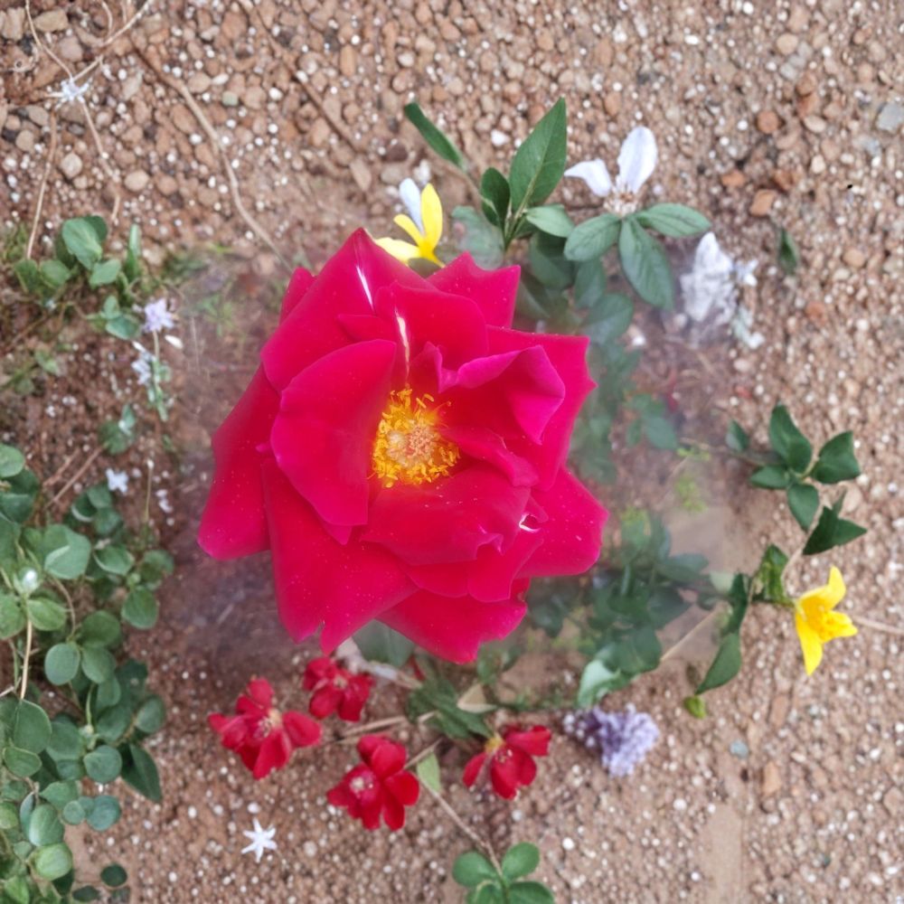 Mr. Lincoln Hybrid Tea Rose – Rosa hybrida Live Plant | 3 Gallon Size | Deep Red Fragrant Rose Bush | Includes Root Ball | Garden & Landscape Friendly | Easy to Grow