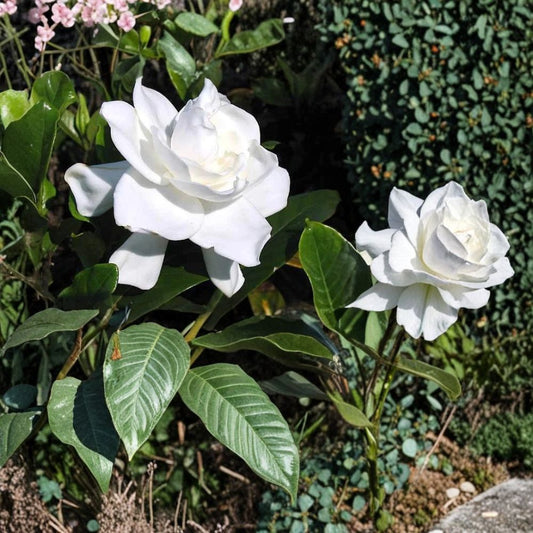 Heirloom White Gardenia Live Plant – 1.5–2 Ft Bare Root Cape Jasmine | Fragrant White Flowering Shrub | Gardenia jasminoides