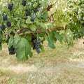Black Monukka Seedless Grape Vine – Vitis vinifera Live Plant | 3 Gallon Size | Self-Fertile Black Grapes | Sweet Seedless Fruit Vine | Easy to Grow