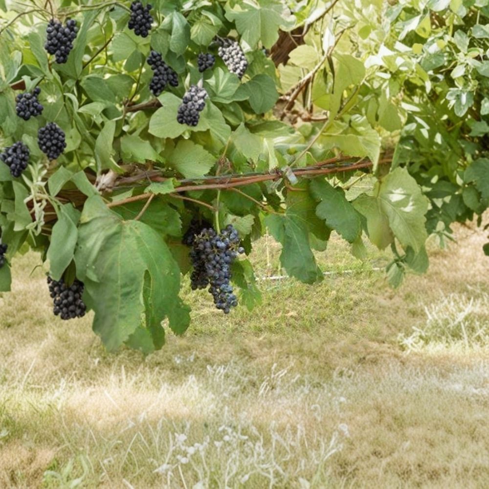 Black Monukka Seedless Grape Vine – Vitis vinifera Live Plant | 3 Gallon Size | Self-Fertile Black Grapes | Sweet Seedless Fruit Vine | Easy to Grow