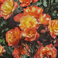 Climbing Piñata Rose – Live Climbing Rose Plant | 2 Gallon Size | Yellow & Vermilion Orange Blooms | Vigorous Climbing Rose | Trellis & Arbor Friendly