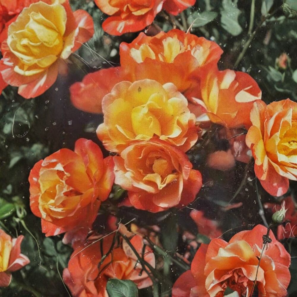 Climbing Piñata Rose – Live Climbing Rose Plant | 2 Gallon Size | Yellow & Vermilion Orange Blooms | Vigorous Climbing Rose | Trellis & Arbor Friendly