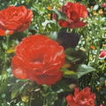 Impatient Floribunda Rose – Live Bush Plant | 2 Gallon Size | Includes Rooted Rose Ready for Planting | Landscape & Garden Friendly | Easy to Grow