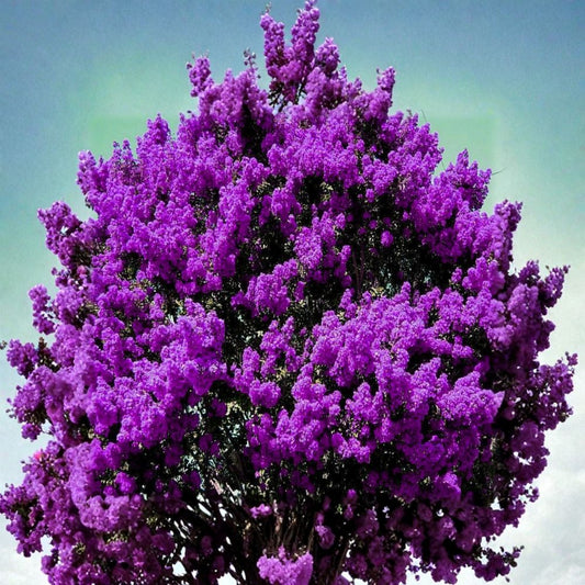 2 Live Dark Purple Crepe Myrtle Plants – Lagerstroemia indica | Approximately 6 Inches Tall | Ships Bare Root | Fast-Growing Flowering Tree or Shrub
