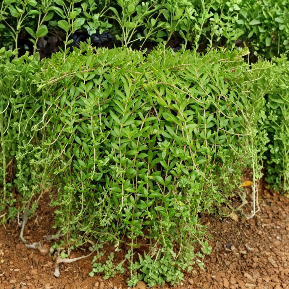 50 Sedum Sarmentosum Live Cuttings – Stringy Stonecrop | 3–5 Inch Unrooted Cuttings | Fast Growing Ground Cover | Edible Succulent | Easy to Grow