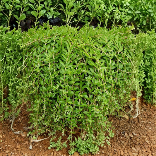 50 Sedum Sarmentosum Live Cuttings – Stringy Stonecrop | 3–5 Inch Unrooted Cuttings | Fast Growing Ground Cover | Edible Succulent | Easy to Grow